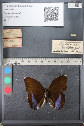 Media type: image;   Entomology 142566